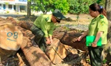  26 lóng gỗ được phát hiện tại huyện Kon Rẫy