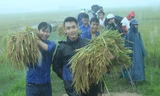 Đoàn Thanh niên giúp dân gặt lúa, chạy bão