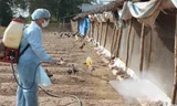 Bộ NN&PTNT phát động tháng tiêu độc, khử trùng nhằm ngăn chặn, tiêu giệt các mầm bệnh cúm gia cầm.