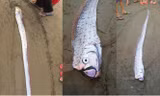 Con cá lạ dài hơn 2 mét trôi vào bờ biển thôn Đại Đồng, Cương Gián. Đầu cá có hình đầu rồng và bộ râu hai bên mang dài màu đỏ. 