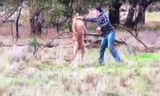 Anh Max tung quyền vào mặt con kangaroo hung hãn.