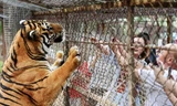 Nữ du khách bị hổ vồ khi tham quan vườn bách thú