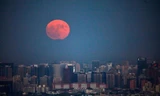 Theo Cơ quan Hàng không Vũ trụ Mỹ (NASA), siêu Trăng sẽ xuất hiện vào ngày 14 tháng 11. Hiện tượng này đã xuất hiện hôm 16/10 và còn lặp lại vào 14/12 tới. Hình ảnh Mặt Trăng đỏ tại Bắc Kinh. (Nguồn: QQ)