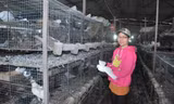 Số bồ câu ở trang trại của chị Nhung hiện được nhân lên gấp 20 lần so với thời điểm chị khởi nghiệp. Ảnh: NVCC.