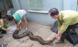 Con trăn đất lớn nhất mà kiểm lâm TP.HCM tiếp nhận được thả về Láng Sen