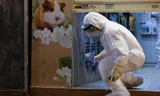 Hồng Kông: Tìm thấy bằng chứng cho thấy chuột hamster lây COVID-19 sang người