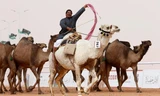 Một người đàn ông cưỡi lạc đà tại lễ hội Vua Abdulaziz. Ảnh: Reuters