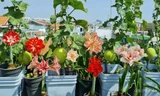 Vườn sân thượng 150m2: Trăm giống huệ khoe sắc, chanh to như quả bưởi