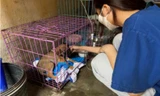 Trạm cứu hộ đặc biệt chữa lành cho những 'người bạn bốn chân'