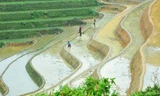 Vẻ đẹp của thanh âm, sắc màu ruộng bậc thang mùa nước đổ