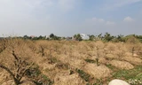 Vụ hơn 1 nghìn gốc đào tết bị bụi phủ trắng xóa: hỗ trợ mỗi cây 50 nghìn đồng