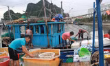 Quảng Ninh cấm biển, dừng tàu tham quan vịnh Hạ Long ứng phó bão