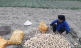 Khoai tây ở Chi Lăng, Lạng Sơn ế thừa.