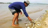 Người dân vớt cá chết hàng loạt trên sông Lệ Thủy. Ảnh: Nhân Dân