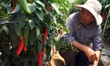 Ông Cường trong vườn ớt sừng ngọt.