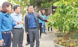 Bí thư Thường trực T.Ư Đoàn Nguyễn Mạnh Dũng thăm mô hình trồng mai của anh Phạm Văn Hoàn. Ảnh: Xuân Tùng.