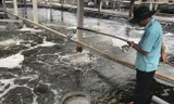 Mặc dù không vay được vốn, nhưng Công ty Đức Thắng đã đầu tư 200 tỷ đồng để thực hiện dự án nuôi tôm theo công nghệ sạch.