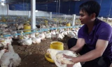 Trang trại gà trắng của anh Nguyễn Văn Minh cho thu nhập gần 1 tỷ đồng/năm.