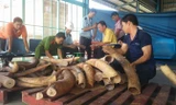 Trong 2 tháng, lực lượng chức năng phát hiện hơn 5 tấn ngà voi nhập lậu.