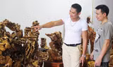 Tiến tới đại hội Đoàn toàn quốc lần thứ XI: Những ông chủ trẻ sau lũy tre làng