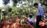 Giá vải thiều năm nay tăng khoảng 10-15% so cùng thời điểm năm ngoái. Ảnh: Nguyễn Trường.