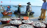 Tiếp tục dừng khai thác hải sản vùng đáy ở 4 tỉnh miền Trung