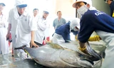 Chuyên gia Masakazu Shoga - Nhật Bản kiểm tra chất lượng cá ngừ trước khi xuất khẩu sang Nhật. Ảnh: H. Văn.