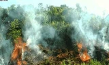 Nắng nóng gây cháy rừng ở nhiều địa phương