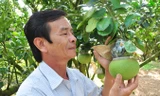 Ông Nguyễn Văn Phúc bên vườn bưởi tạo hình của mình.