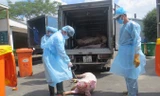 Thanh tra Bộ NN&PTNT đã phối hợp với lực lượng công an phát hiện, xử lý việc bơm thuốc an thần cho trên 3.000 con heo tại lò mổ Xuyên Á (TPHCM).
