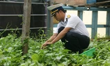 Bí thư Chi đoàn đảo Đá Lát Bùi Viết Tuyến đang chăm sóc vườn rau xanh tốt trên đảo, đây còn gọi là vườn rau thanh niên. Ảnh: L.H.V.