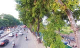 Cây xanh trên đường Phạm Văn Đồng liệu có nằm trong tầm ngắm? Ảnh: Mạnh Thắng.