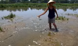 Những ngày qua, cá tại bàu Lệ Sơn tiếp tục chết, nổi trắng ruộng.
