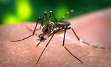 Nguy cơ lây nhiễm virus Zika ở Khánh Hòa và TPHCM là rất lớn