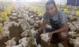 Trang trại gà trắng hơn 10.000 con được anh Hữu đầu tư theo mô hình khép kín hiện đại.