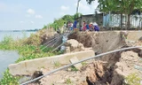 Một đoạn bờ sông Tiền ở huyện Thanh Bình (Đồng Tháp) bị sạt lở, đe dọa hàng trăm căn hộ dân.