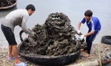 Kim loại nặng vùng nuôi hàu bằng vỏ lốp cao hơn nơi khác