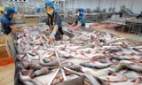 Trung Quốc giảm thu mua, giá cá tra tụt mạnh