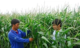 Nông dân ở huyện An Phú (An Giang) đang trồng ngô biến đổi gen.