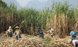Nhà máy “khát” nguyên liệu sắn, mía
