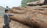 Không bán được hàng, hàng vạn khối gỗ đang lưu kho tại nhiều doanh nghiệp ở Hương Khê.