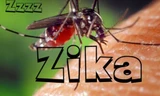 Hà Nội: Giám sát muỗi nhiễm Zika