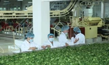 Các chuyên gia thăm nhà máy chế biến chè theo mô hình sản xuất chè bền vững trong chương trình hợp tác của Unilever. Ảnh: T. Hương.
