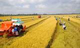 Tư duy mới cho ĐBSCL