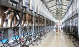 Trang trại bò sữa công nghệ cao của Vinamilk.