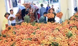 Thu mua vải thiều. Ảnh: Vũ Sinh/TTXVN.