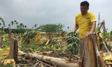 Khu vườn chuối của hộ ông Quân đã bị nhóm đối tượng chặt phá.