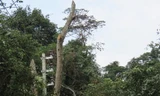 90 ha rừng đặc dụng Phong Nha - Kẻ Bàng được cho là bị xâm hại khi kéo điện lưới