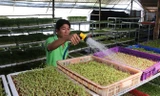 Anh Lê Văn Tuấn trở thành tỷ phú với mô hình sản xuất rau mầm hữu cơ.