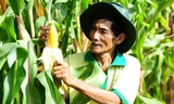 Ông Nguyễn Lâm, một trong những nông dân đầu tiên ở Việt Nam trồng giống ngô biến đổi gen.